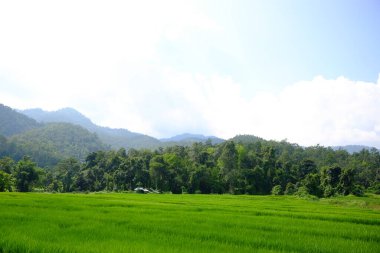 Tayland 'da dağdaki çeltik tarlalarının manzarası