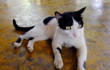 Beton zeminde yatan sevimli siyah beyaz kedi.