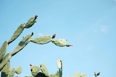 blooming Opuntia cochenile with flowers. Cochineal Nopal Cactus with blue sky in tropical garden clipart