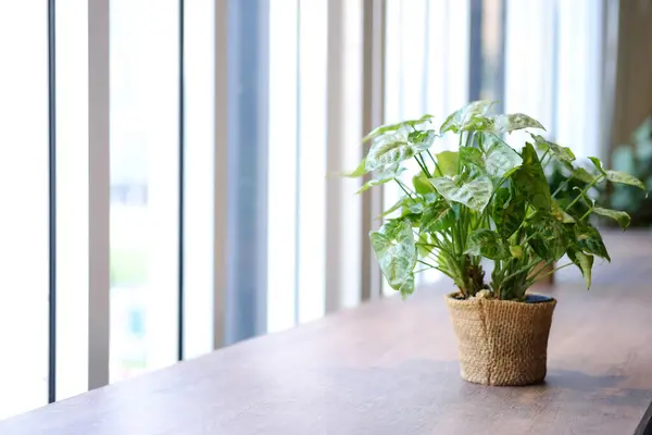 Stock image Fresh Nephthytis plant in a pot decorated on wooden table near glass window in cafe and modern office. copy space