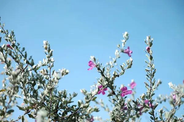 stock image Blooming pink Barometer bush bunch or Ash plant flower with blue sky in garden