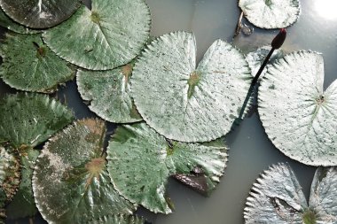 Çiçek açan pembe nilüfer çiçekleri ve yaprak pedi. Gölette doğal güneş ışığı ve tropik su çiçekleri bahçesinde güneş ışığı.