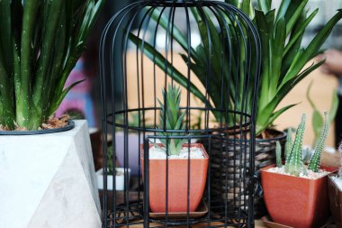 Siyah kafeste kaktüs tenceresi ve bahçeye süslenmiş sulu bitkiler.