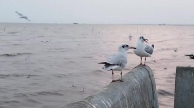 Göçmen martıları, Tayland 'da deniz kenarında ve gün batımında beton çitlerin üzerinde duruyorlar.