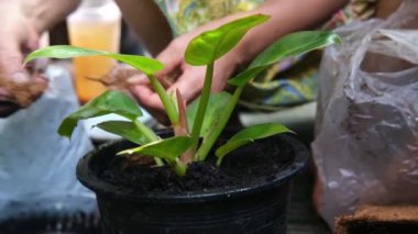 Kapalı Asyalı kadın eli, bahçesinde doğal güneş ışığı olan bir tencerede bitki ve çiçeklerle bahçeyle uğraşıyor.