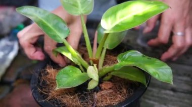 Kapalı Asyalı kadın eli, bahçesinde doğal güneş ışığı olan bir tencerede bitki ve çiçeklerle bahçeyle uğraşıyor.