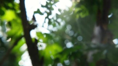 Ormanda yaz günü yeşil doğal bokeh ile parlayan güzel güneş ışığı.
