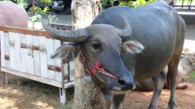 Bufalo dinleniyor ve Tayland çiftliğinde dinleniyor.