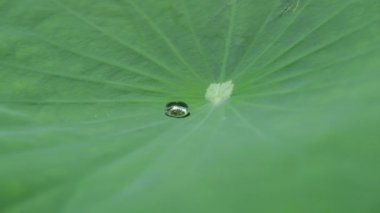 Nilüfer yaprağının üzerindeki su damlacıkları güneş ışığında