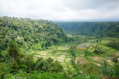 Valley Hill 'deki tarım arazisi ve yeşil çeltik tarlası ve Endonezya Bali' deki dağ ve orman üzerindeki köy manzarası. Asya hedef yolculuğu