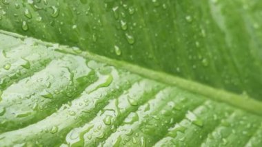 Bahçedeki yağmurdan sonra yeşil yaprağın üzerine taze çiy damlaları düşer.