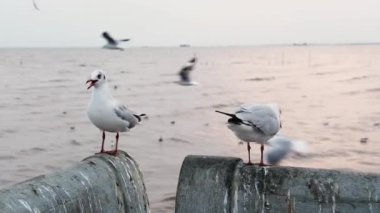 Vahşi yaşam göçmen martıları deniz kenarındaki beton çitin üzerinde duruyorlar ve Tayland 'da günbatımı