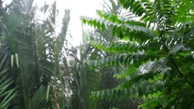 Şiddetli yağmurda bektaşi üzümü ağacının yeşil yaprakları yağmurlu gün sahnesi ve bulanık doğal arkaplan