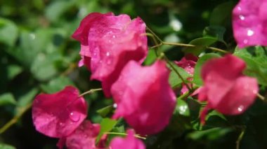 Taze pembe Bougainvillea çiçeği. Doğal bahçesinde çiy damlası ve güneş ışığı var.