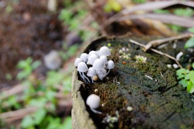 Çiçek açan beyaz peri mürekkebi ya da Coprinellus yayılan mantar yenmez bir grup tropikal yağmur ormanlarında ve vahşi kayalarda yetişir.