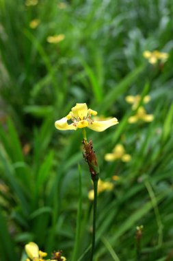 Blooming yellow Neomarica longifolia is a species of perennial herb meadow in tropical garden clipart