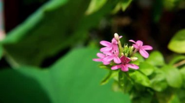 Çiçekli pembe Amerikan güzel çiçeği tropikal bahçede güneşli ve kır çiçekli