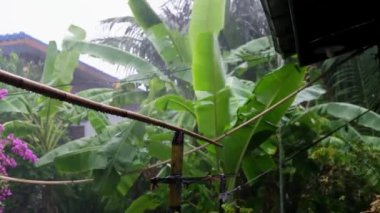 Şiddetli rüzgârlar ve sağanak fırtınalar tropikal ev bahçesinde muz yaprağını uçurur.