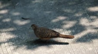 Zebra Güvercini yaban hayatı, tropikal bahçede güneşli beton yolda yiyecek arıyor.