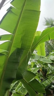 Yağmur fırtınaları ve güçlü rüzgarlar tropikal ormanlarda muz yaprağını süzüyorlar.