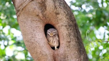 Bir yuvada dinlenen kuşun baykuş vahşi yaşamı tropikal bahçenin doğal güneş ışığında bir ağaç deliğine kesilir.