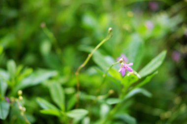 Tropik ormanların çayırlarında açan pembe kır çiçekleri.
