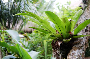 Fern birds nest on banyan in garden Tropical plants growing in jungle rain forest clipart