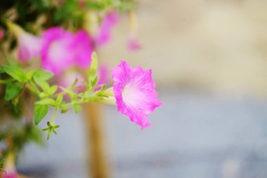 Çiçek açan pembe Canterbury çan çiçekleri bahçede süslenmiş bir saksıda yetişir.