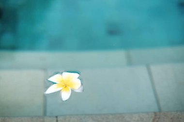 Yüzme havuzunda Plumeria Frangipani çiçeği. Seyahat tatili ve tropik tatil beldesi konseptinde rahatlama. Boşluğu kopyala