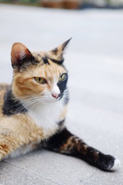 Şirin tekir, sevimli, mutlu kedi. Kürkünün siyah ve turuncu rengi. Açık beton zeminde dinleniyor.