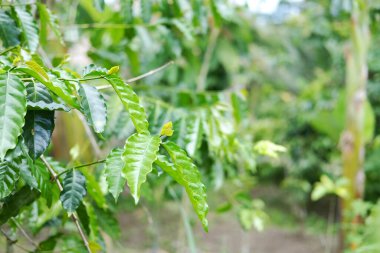 Güzel taze kahve tarlası ve taze kahve yapraklı yapraklı kahve ağacı.