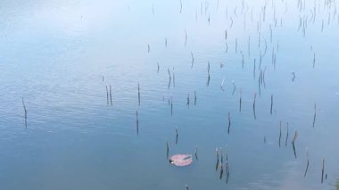 Rüzgar gölün yüzeyini küçük ağaç kökleriyle sakin dalgalara çevirdi.