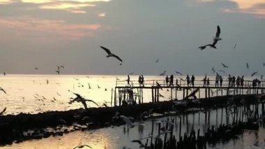 Göçmen martılarını görmek için tahta köprüdeki turist silueti gün batımında gökyüzünde uçarken Tayland 'da deniz alacakaranlığında
