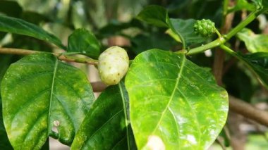 Taze yeşil Noni veya Hint dut meyvesi veya tropikal bahçede Büyük Morinda bitkisi