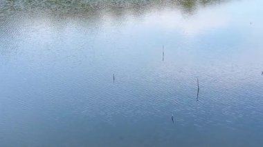 Rüzgar gölün yüzeyini küçük ağaç kökleriyle sakin dalgalara çevirdi.