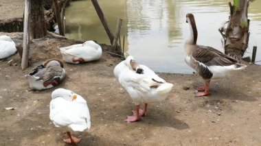 Çiftlikte kaz sürüsü ya da kaz sürüsü