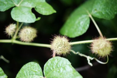 Çiçek açan tutku tomurcuğu ya da Passiflora foetida bahçede büyüyen vahşi yaşam