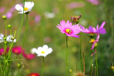 Kelebeği kapat ve yaz aylarında tropikal bahçede güneşli bir çayırda çiçek açan pembe kozmos çiçeklerine ve polenlere arı gibi yapış. Boşluğu kopyala