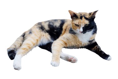 Şirin tekir sevimli mutlu kedi, beyaz arka planda siyah ve turuncu renkli uyuyor ve dinleniyor.