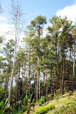 Tayland 'daki bir dağın çam ormanında yerel yaşam alanı.