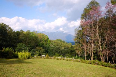 Çiçekler açan Himalaya kiraz çiçekleri tropikal ormanda yeşil çimlerle kaplı tepenin üzerinde vadi Doi Luang Chiang Dao dağ manzaralı, Tayland 'ın Chiang Mai ili