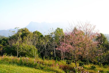 Çiçekler açan Himalaya kiraz çiçekleri tropikal ormanda yeşil çimlerle kaplı vadi Doi Luang Chiang Dao dağ manzaralı, Tayland 'ın Chiang Mai ili