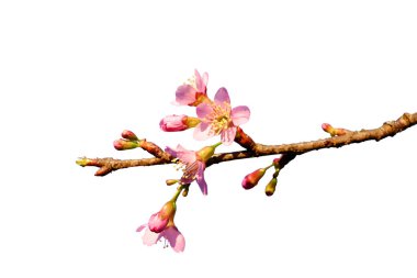 Açan pembe vahşi Himalaya kiraz çiçeği dalı beyaz arka planda izole edilmiş.