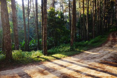 Güzel çam ormanı ve dağdaki yürüme yolu. Mavi gökyüzü ve güneş ışığı.