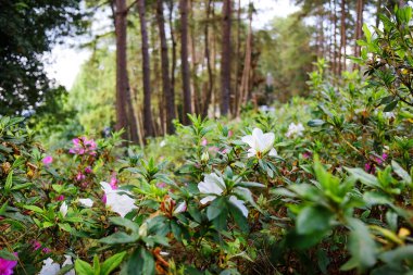 Tayland 'daki milli parkın dağlarındaki güzel çam ormanlarında açan canlı pembe ve beyaz kır çiçekleri.