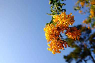 Canlı turuncu cestrum çiçekleri ya da sarı çalılar doğal güneş ışığı altında mavi gökyüzü dalları. Boşluğu kopyala