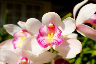 Mavi gökyüzü ile tropikal ormanda açan vahşi beyaz orkide çiçeği.