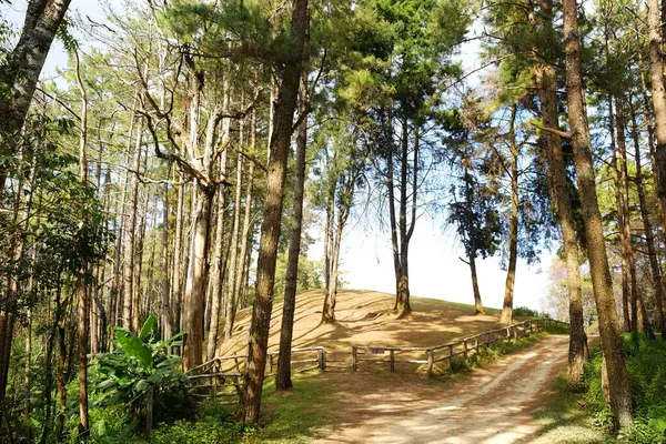 Çam ormanlarında güzel güneş ışığı dolambaçlı dağ yolları kirli yollar ve Tayland 'da doğal güneş ışığı altında tepenin üzerindeki ahşap çitler.
