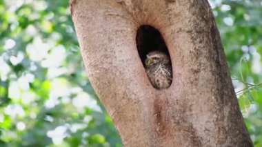 Bir yuvada dinlenen kuşun baykuş vahşi yaşamı tropikal bahçenin doğal güneş ışığında bir ağaç deliğine kesilir.
