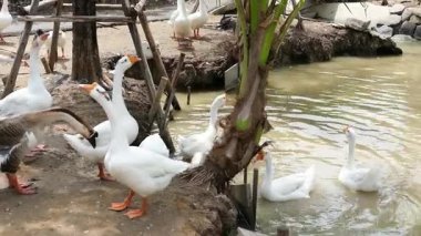 Kaz sürüsü ya da beyaz kaz sürüsü mutlu ve özgürce tropik bir çiftlikte gölette yüzüyor.